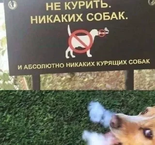 🚬 чо?, sticker Telegram 14 sur 31