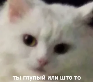 😠 эм чо.., стикер Telegram 8 из 34