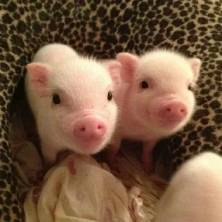 🐷 аа свинке, sticker Telegram 15 sur 30