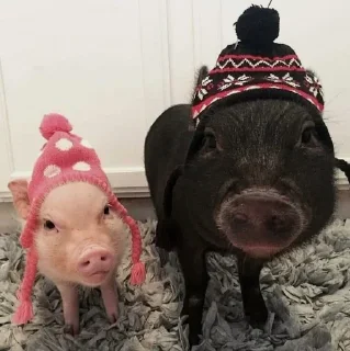 🐷 аа свинке, sticker Telegram 7 sur 30