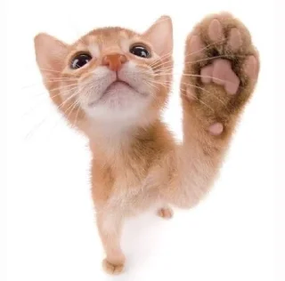 👋 Котейки(@Gos_Aye), стикер Telegram 10 из 88