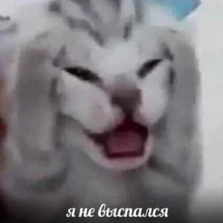 😭 котейки, sticker Telegram 8 sur 16