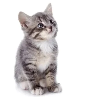 🤩 Котейки(@Gos_Aye), стикер Telegram 23 из 88