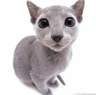 😨 Котейки(@Gos_Aye), стикер Telegram 13 из 88