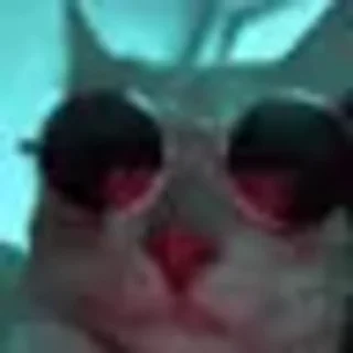Pussies