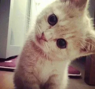лол