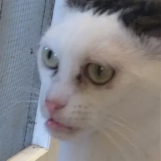 Кобаныш