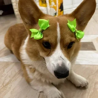 🎀 bernard, стікер Telegram 16 з 36