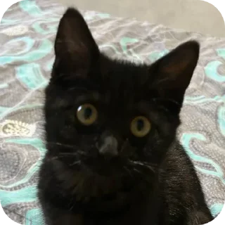 🐱 🧃Тиночка🧃, стікер Telegram 21 з 21