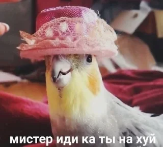 🌟 Стикеры от Андрюхи, стікер Telegram 18 з 116