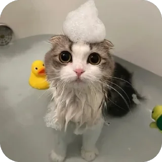 🌟 ПИДАРАС, Telegram sticker 23 of 52