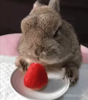 🍓 LisleTurmCete, Telegram sticker 13 of 16