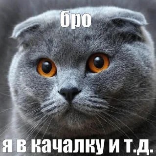 🌟 я спортик ( by khadizha ), Telegram sticker 1 of 25