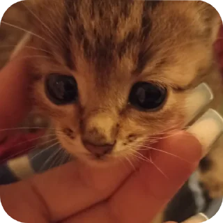 🐱 любимка, Telegram sticker 9 of 51