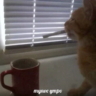 Няшечки