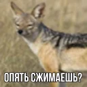 ебучий шакал