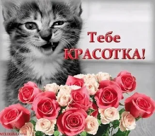 🌟 На колени мэны, sticker Telegram 23 sur 96