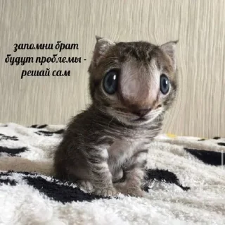 😎 Хех, Telegram sticker 9 of 75