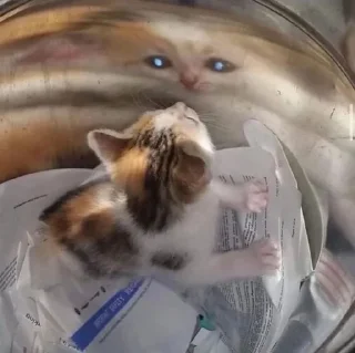 😳 cats, стікер Telegram 14 з 86