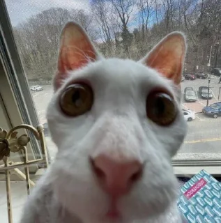😳 cats, стікер Telegram 23 з 86
