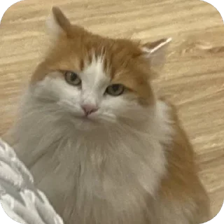 🫥 Чуя Моретт.🃏, sticker Telegram 20 sur 30
