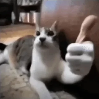 👍 Хуйня из тт🫩✌️, стікер Telegram 6 з 61