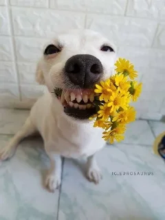 🌟 Собака-Улибака, sticker Telegram 11 sur 30