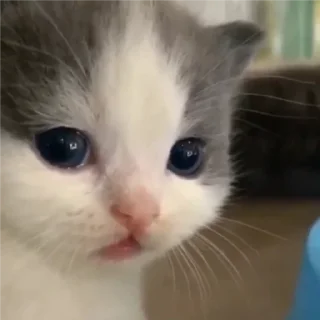 кіт