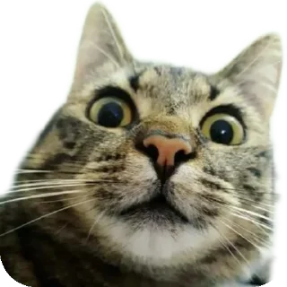 🐱 Cat's LOL, Telegram sticker 13 of 27