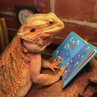 🧐 bearded dragon, Telegram sticker 22 of 35