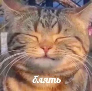 😐 кiт, Telegram sticker 10 of 12