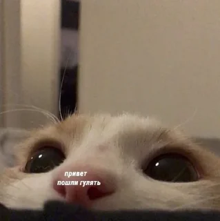 👋 НужныеСтики, sticker Telegram 5 sur 120