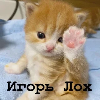 🦉 Я думал сова а оказалось пон, sticker Telegram 5 sur 93