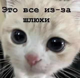 🦉 Я думал сова а оказалось пон, sticker Telegram 17 sur 93