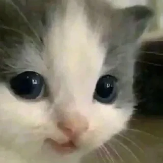 cute kittens💗
