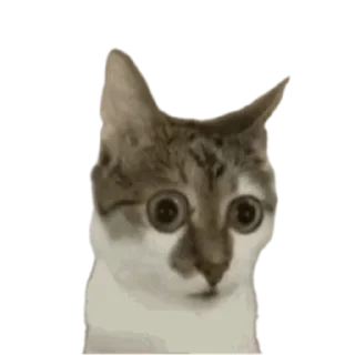 😧 коты ебучие, стікер Telegram 7 з 69
