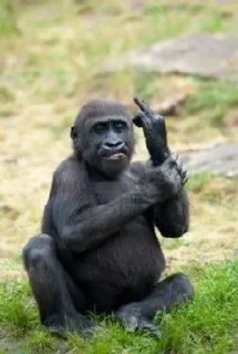 🖕 Monkey squad, Telegram sticker 15 of 31