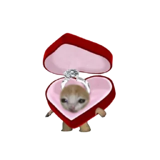 кiт