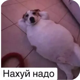 🙂 Нури Соска, Telegram sticker 21 of 21