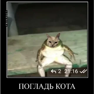 🐸 жаба, Telegram sticker 6 of 14