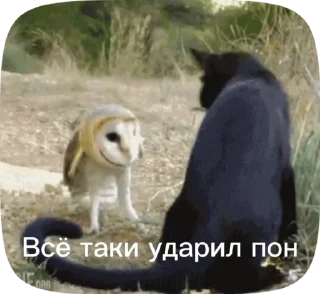 👎 Owls cool pon by @mr_wise_owl, стікер Telegram 16 з 22
