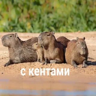 😈 лубоф капибаренко, sticker Telegram 19 sur 46