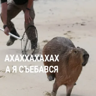 лубоф капибаренко
