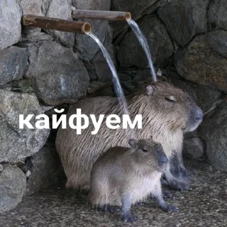 ☺️ лубоф капибаренко, sticker Telegram 6 sur 46