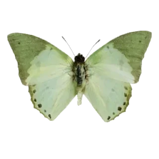 🦋 png by @strawipie, стикер Telegram 6 из 63