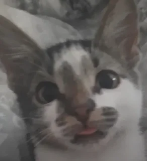 😛 степа, Telegram sticker 18 of 26