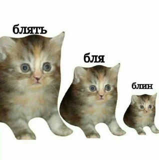 🌟 котыбля, стікер Telegram 24 з 79