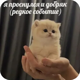 Тупа я