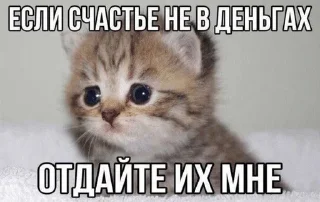 🌟 котэк кнопка, sticker Telegram 10 sur 47