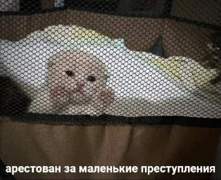 😒 КОТЕНКИ, стикер Telegram 11 из 66